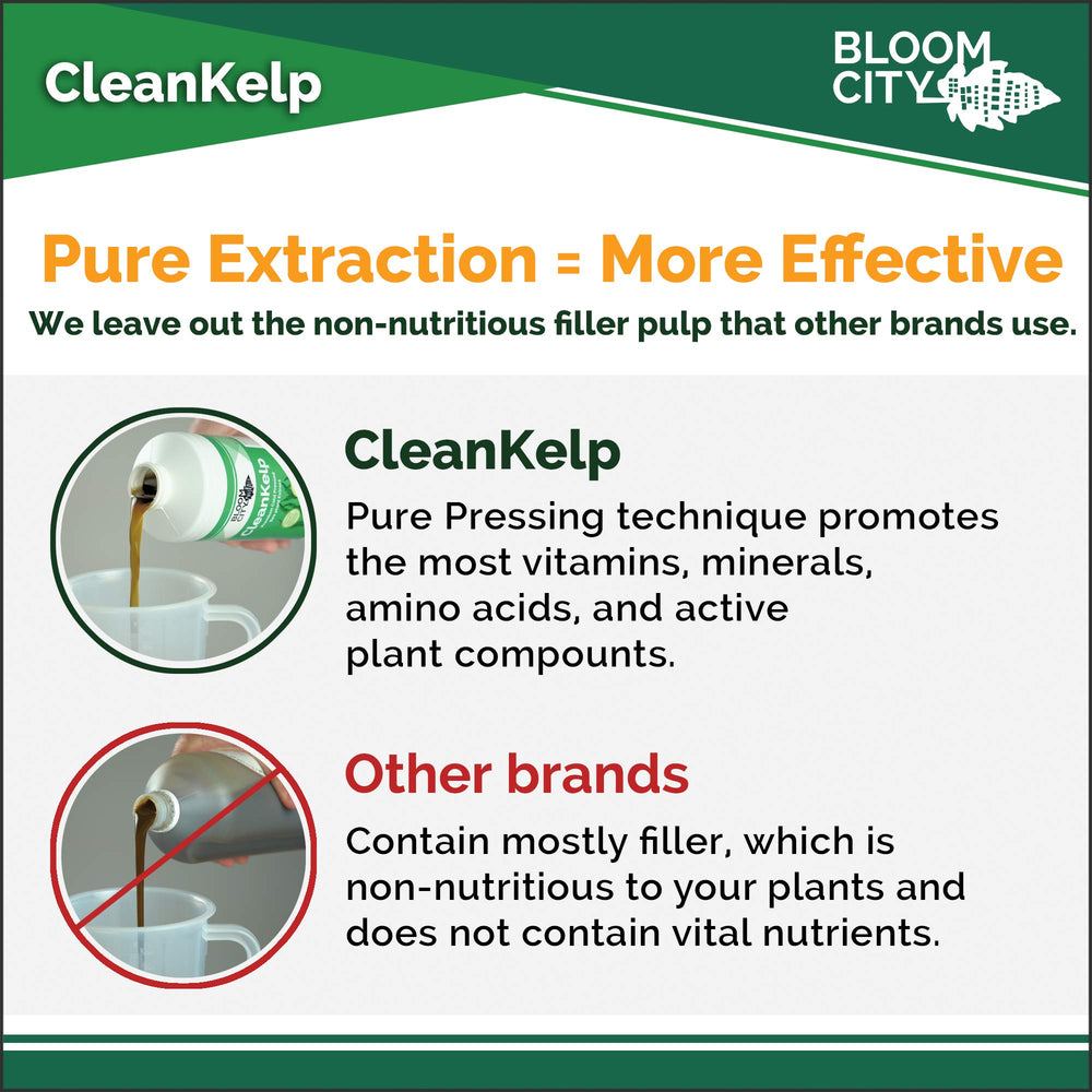 Bloom City Seaweed and Kelp Liquid Fertilizer applied to healthy plants