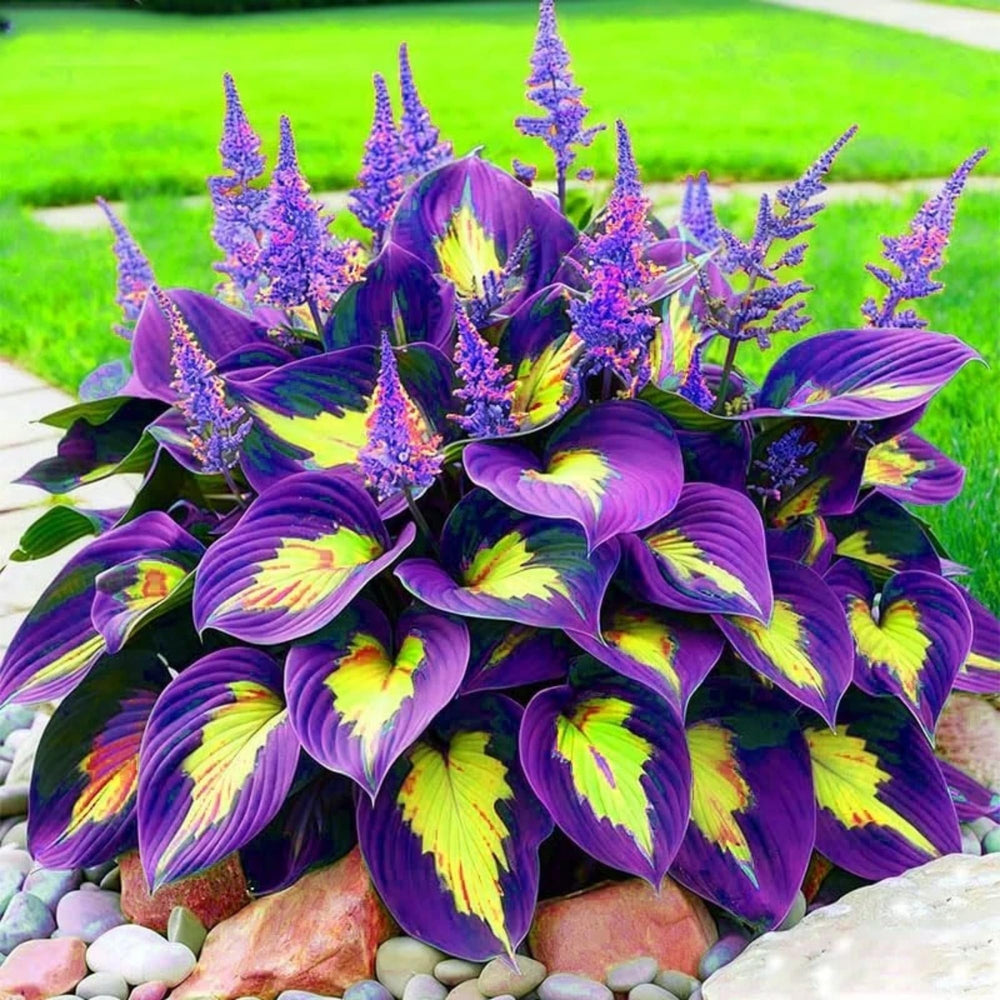 Blooming hosta flowers attracting hummingbirds in the garden