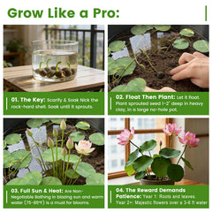 Blooming pink lotus flower from Fruivity seeds
