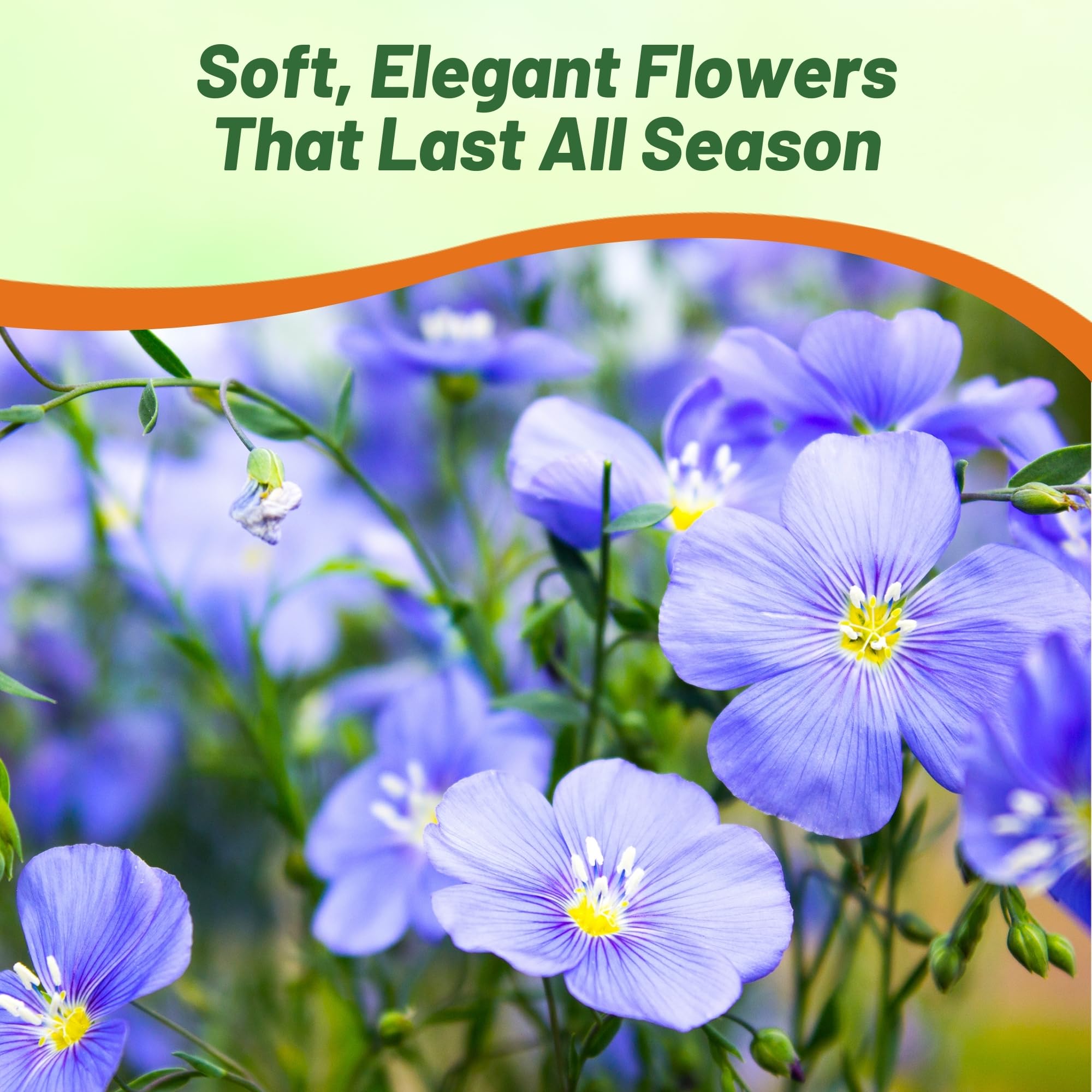 Blue Flax flowers attracting butterflies