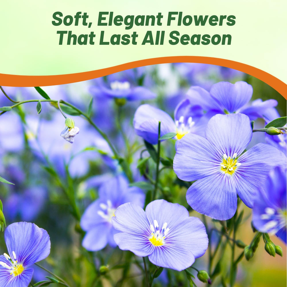 Blue Flax flowers attracting butterflies