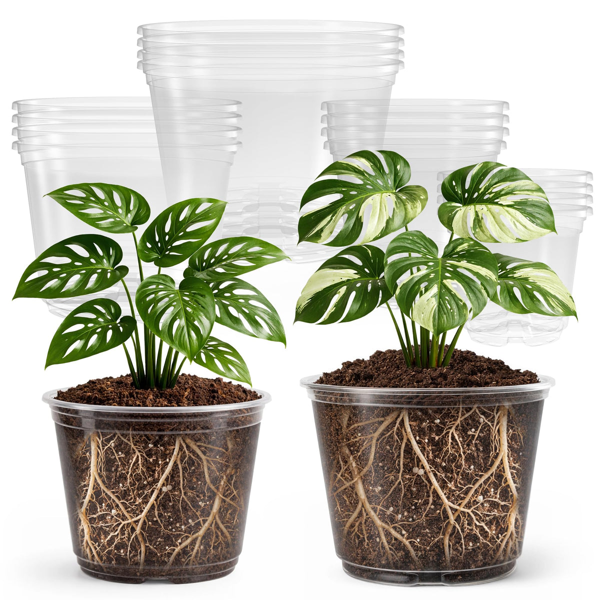 Bluepro Clear Nursery Pots 5-inch front view