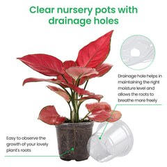 Bluepro Clear Nursery Pots 7-inch size front view