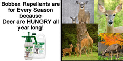 Bobbex concentrated deer repellent in garden setting