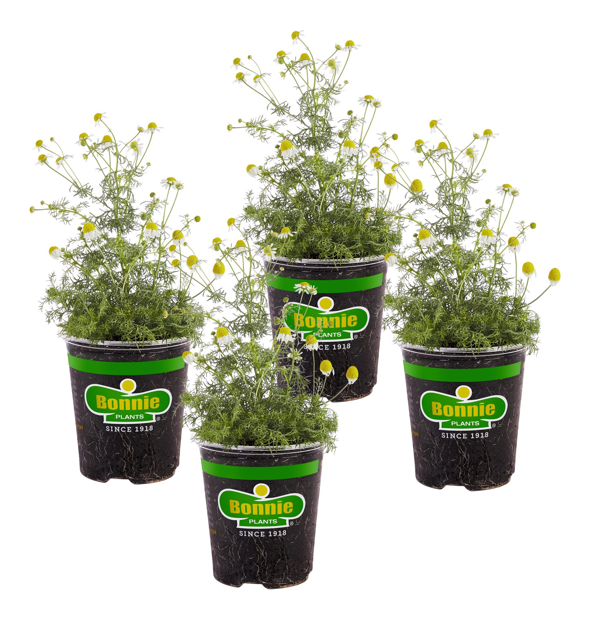 Bonnie Plants Chamomile 4-pack with white and yellow flowers