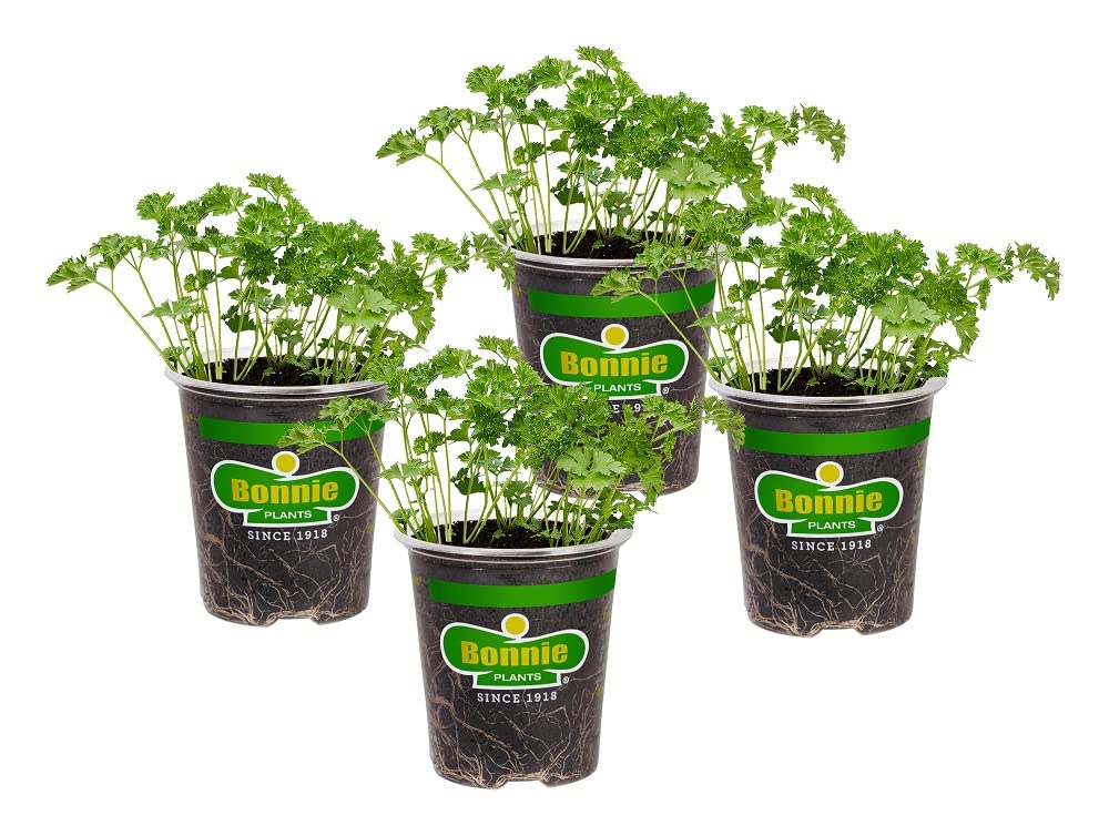 Bonnie Plants Curled Parsley 4-pack live herbs front view