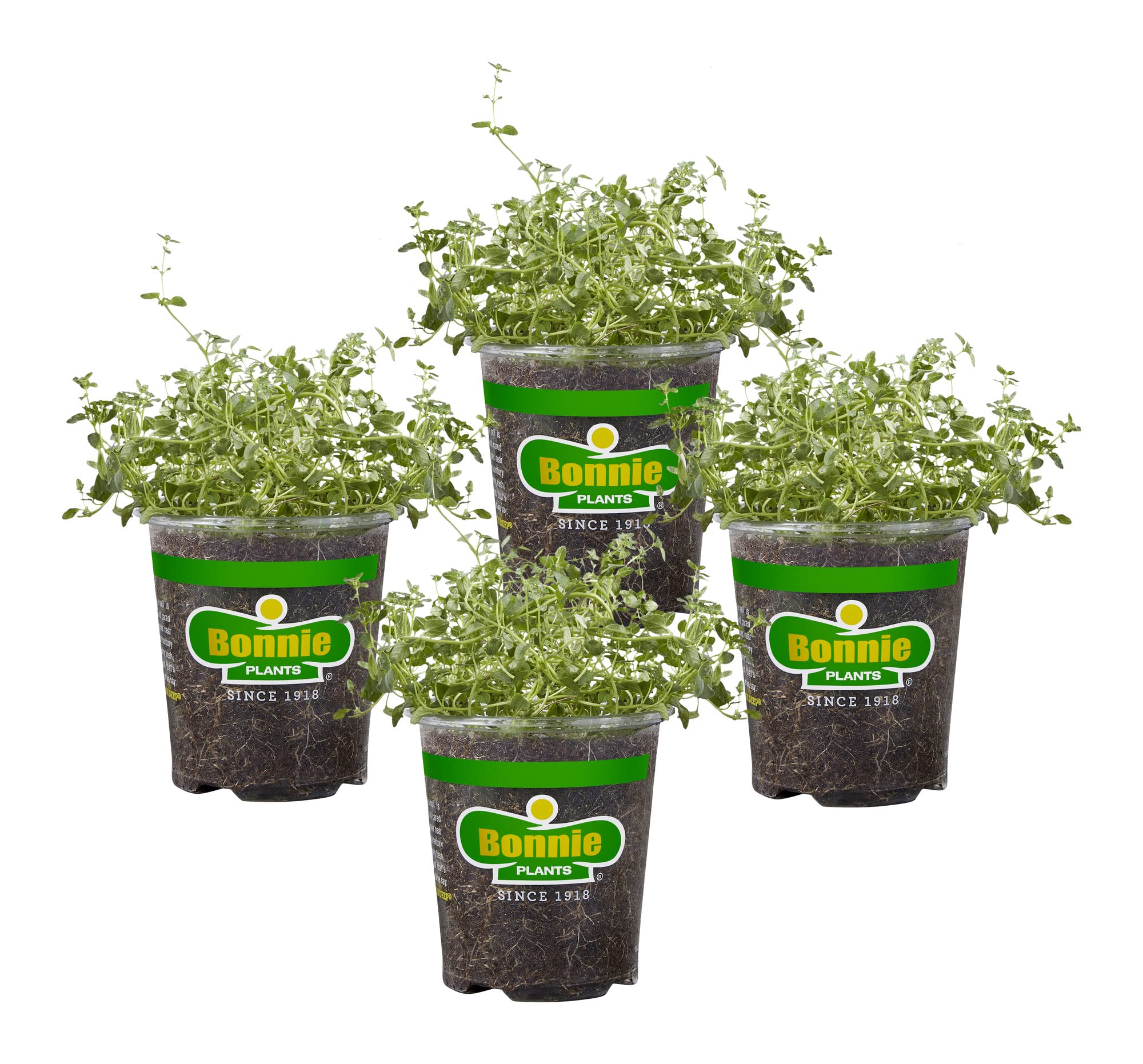 Bonnie Plants English Thyme 4-pack with vibrant green leaves