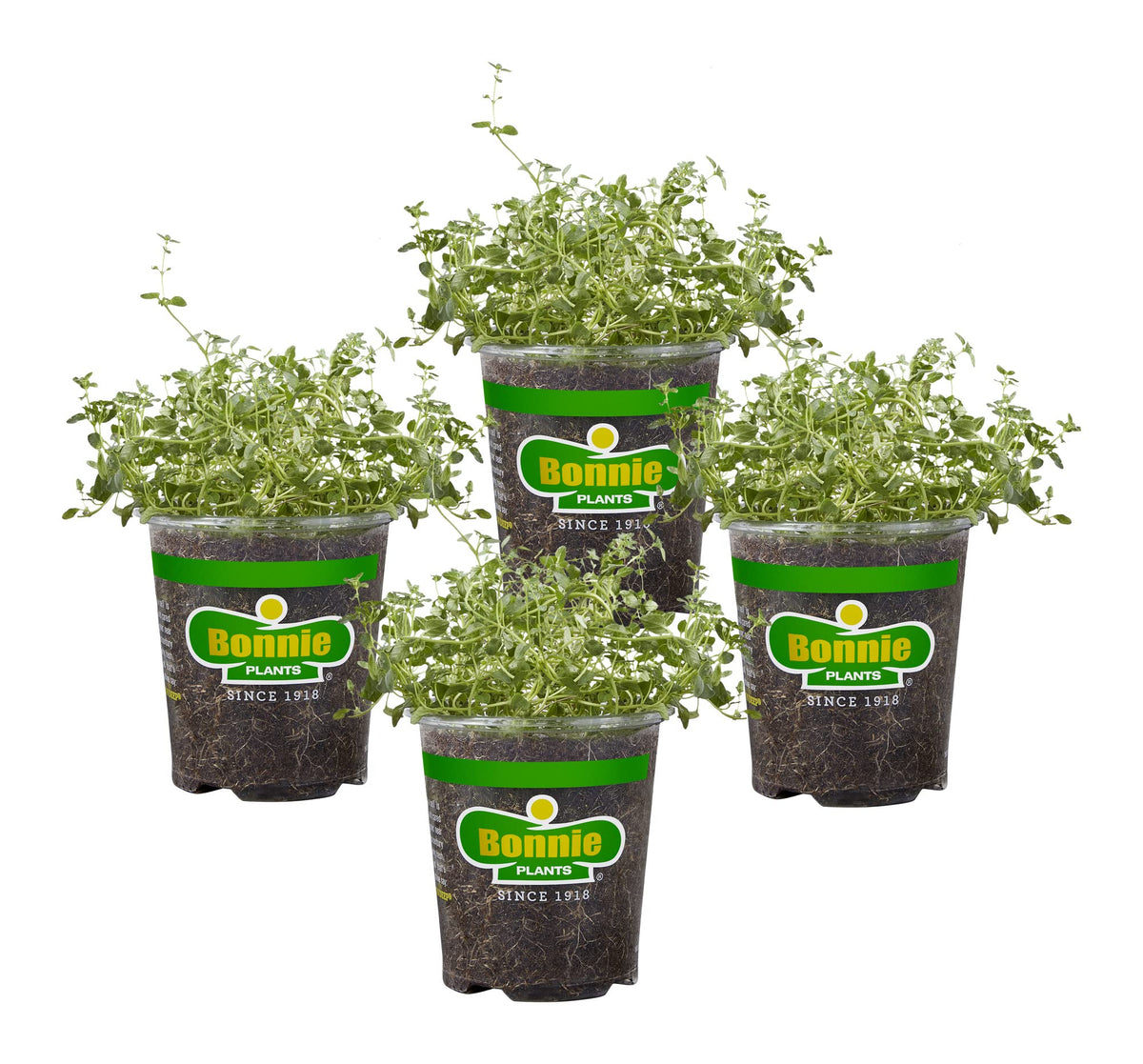 Bonnie Plants English Thyme 4-pack with vibrant green leaves