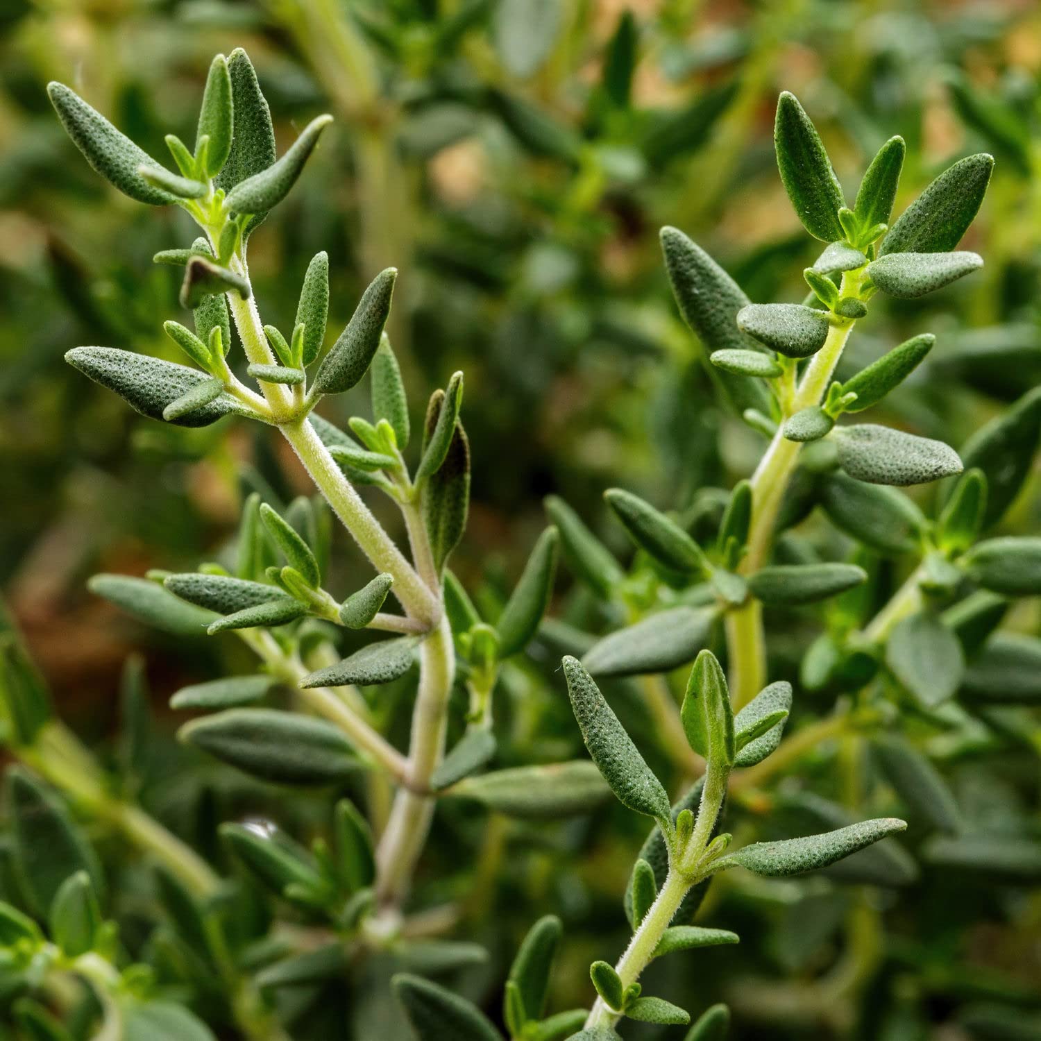 Bonnie Plants English Thyme packaged for sale