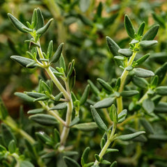 Bonnie Plants English Thyme packaged for sale