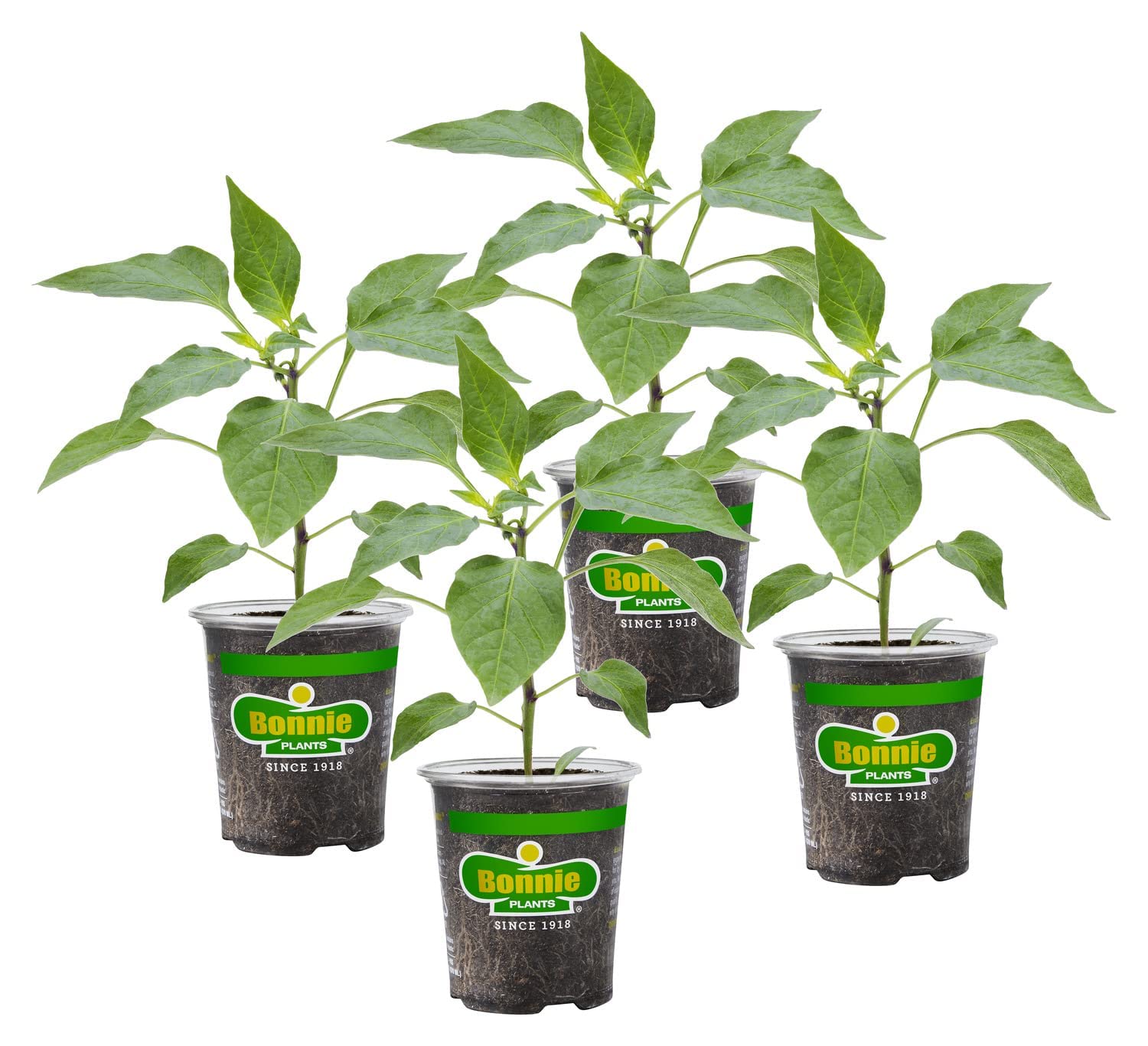 Bonnie Plants Orange Snacking Pepper 4-pack, front view