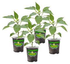 Bonnie Plants Orange Snacking Pepper 4-pack, front view