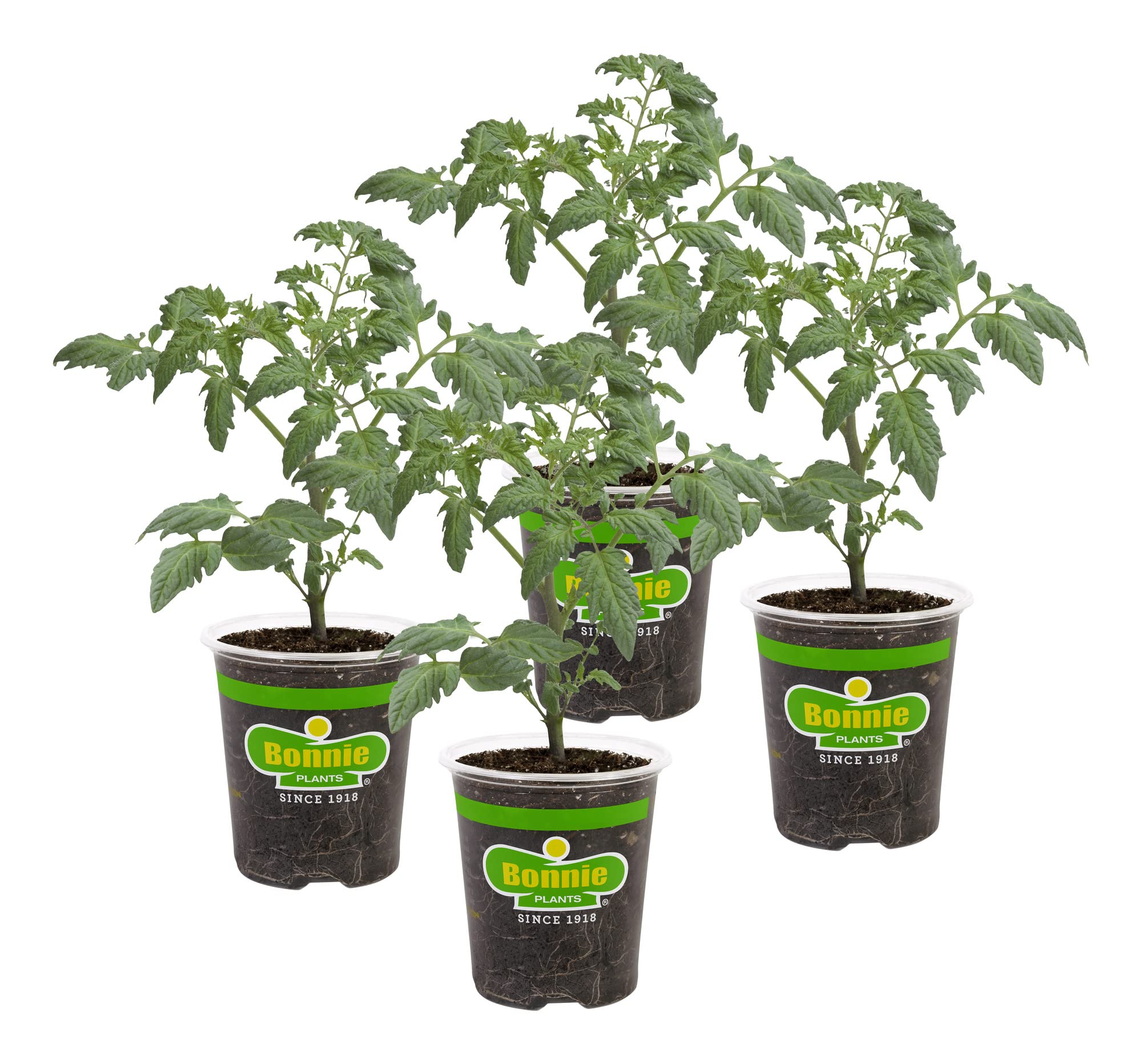 Bonnie Plants Roma Classic Paste Tomato live plants pack