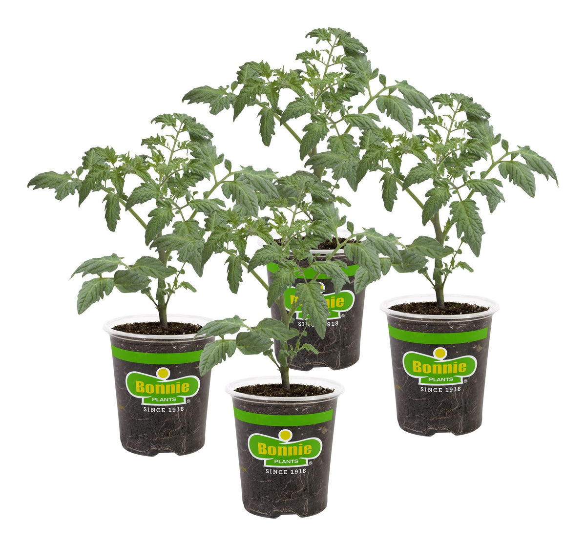 Bonnie Plants Roma Classic Paste Tomato live plants pack