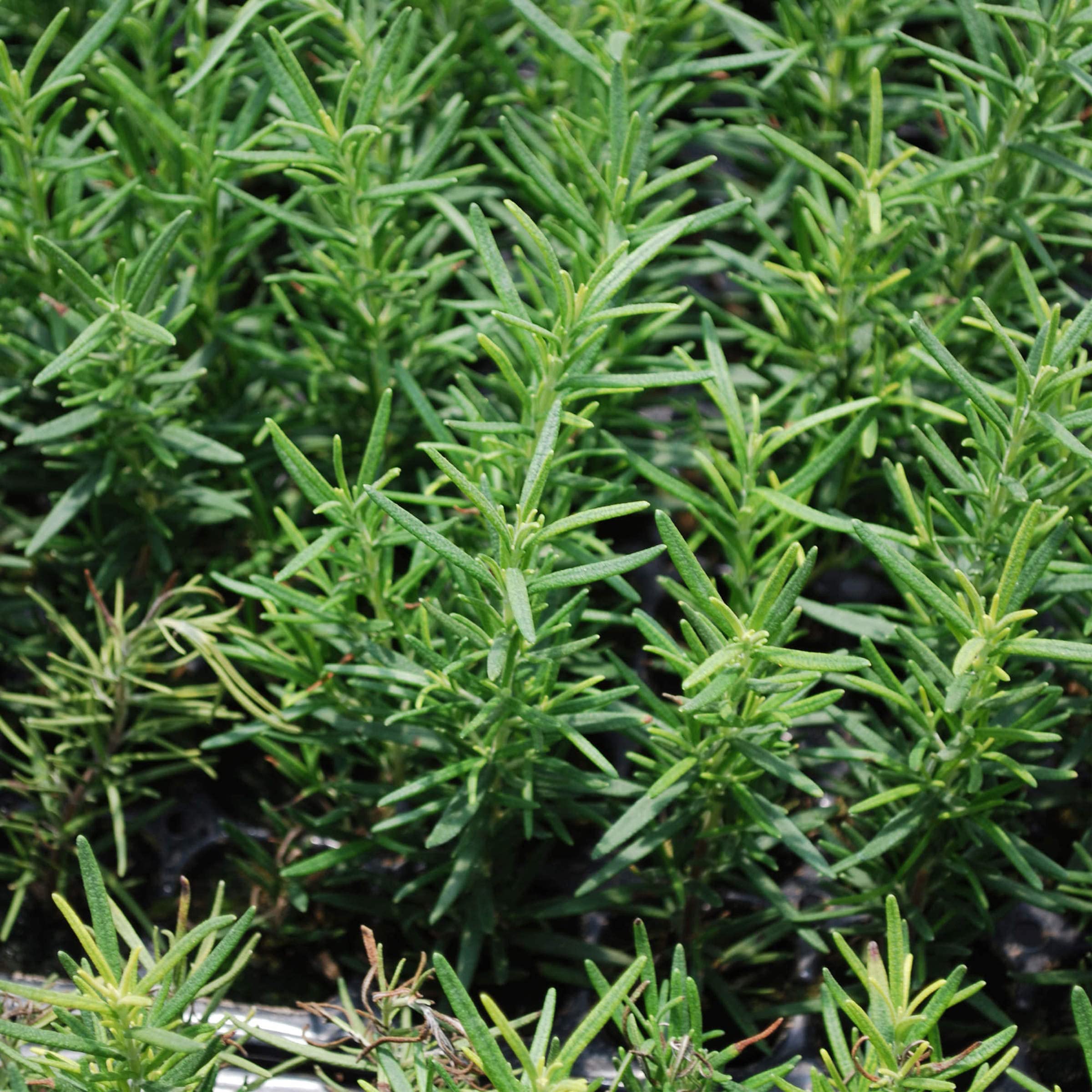 Bonnie Plants rosemary in a garden setting