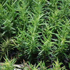 Bonnie Plants rosemary in a garden setting