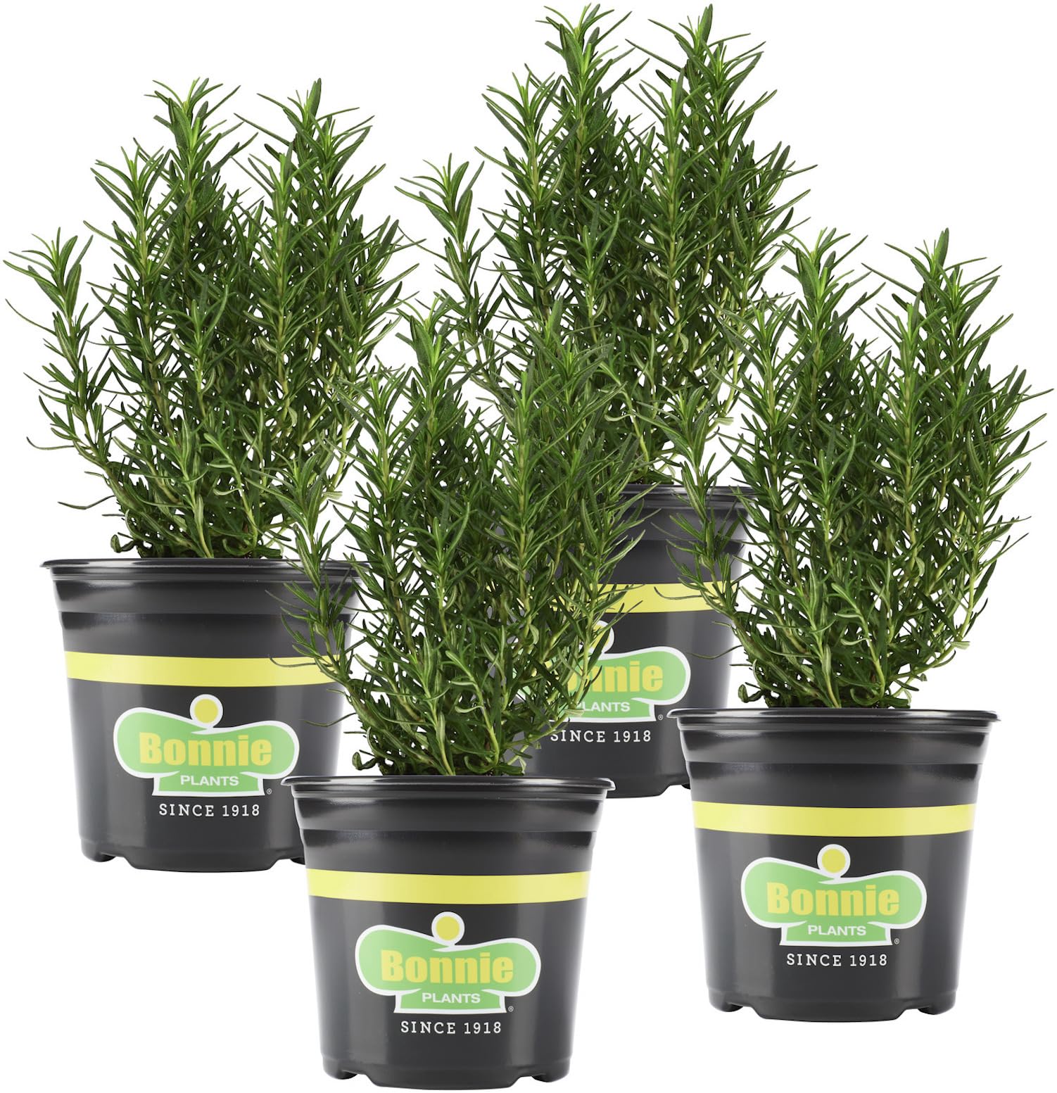 Bonnie Plants Rosemary Live Edible Herb Plant 4 Pack front view