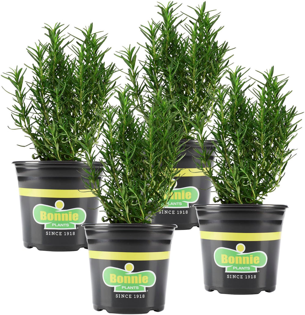 Bonnie Plants Rosemary Live Edible Herb Plant 4 Pack front view