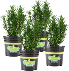 Bonnie Plants Rosemary Live Edible Herb Plant 4 Pack front view