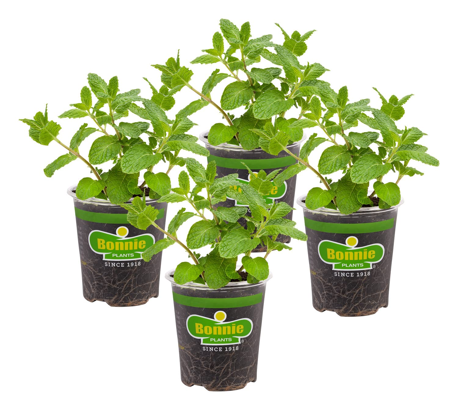Bonnie Plants Sweet Mint live herb plant front view