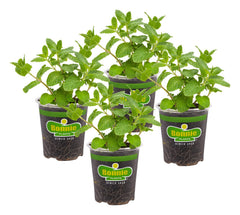 Bonnie Plants Sweet Mint live herb plant front view