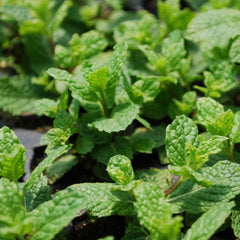 Bonnie Plants Sweet Mint plant in a container
