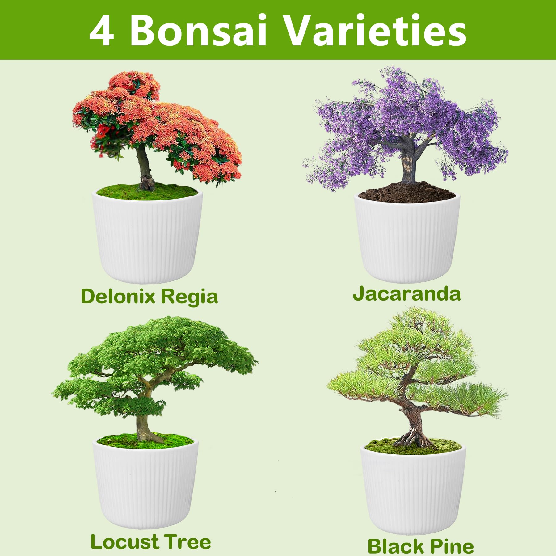 Bonsai clipper and gardening tools from the LUOJIBIE kit