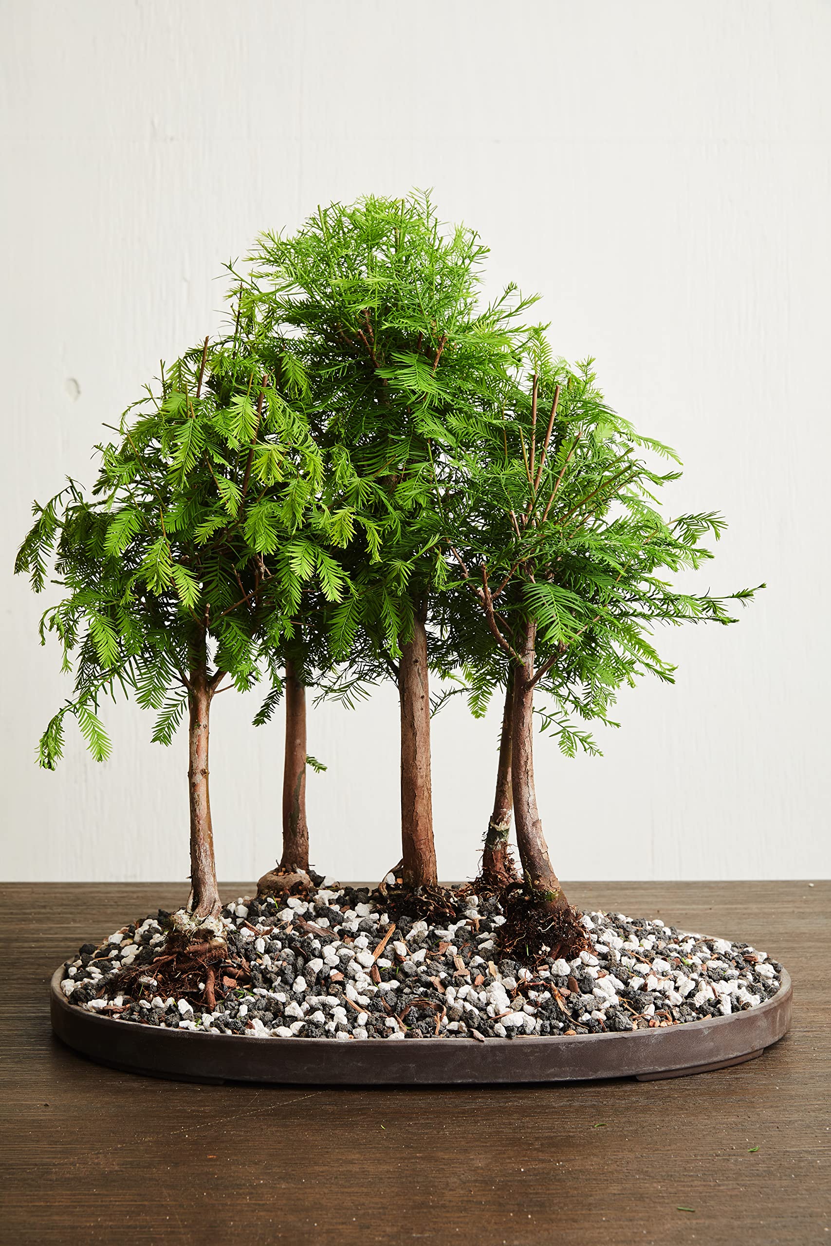 Bonsai plant in a pot using JK Global Imports Calcined Clay soil