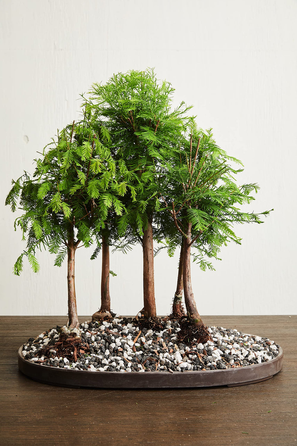Bonsai plant in a pot using JK Global Imports Calcined Clay soil
