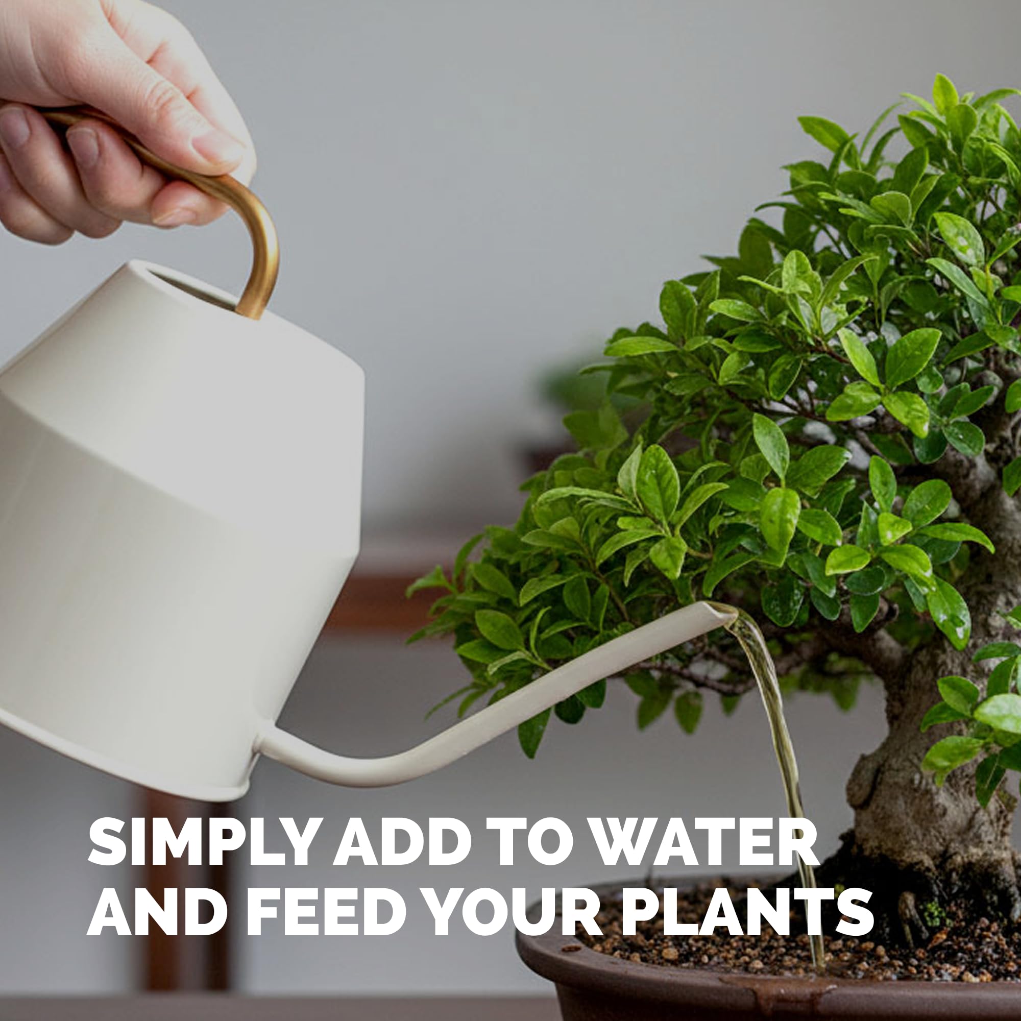 Bonsai tree thriving with TPS NUTRIENTS Bonsai Fertilizer application