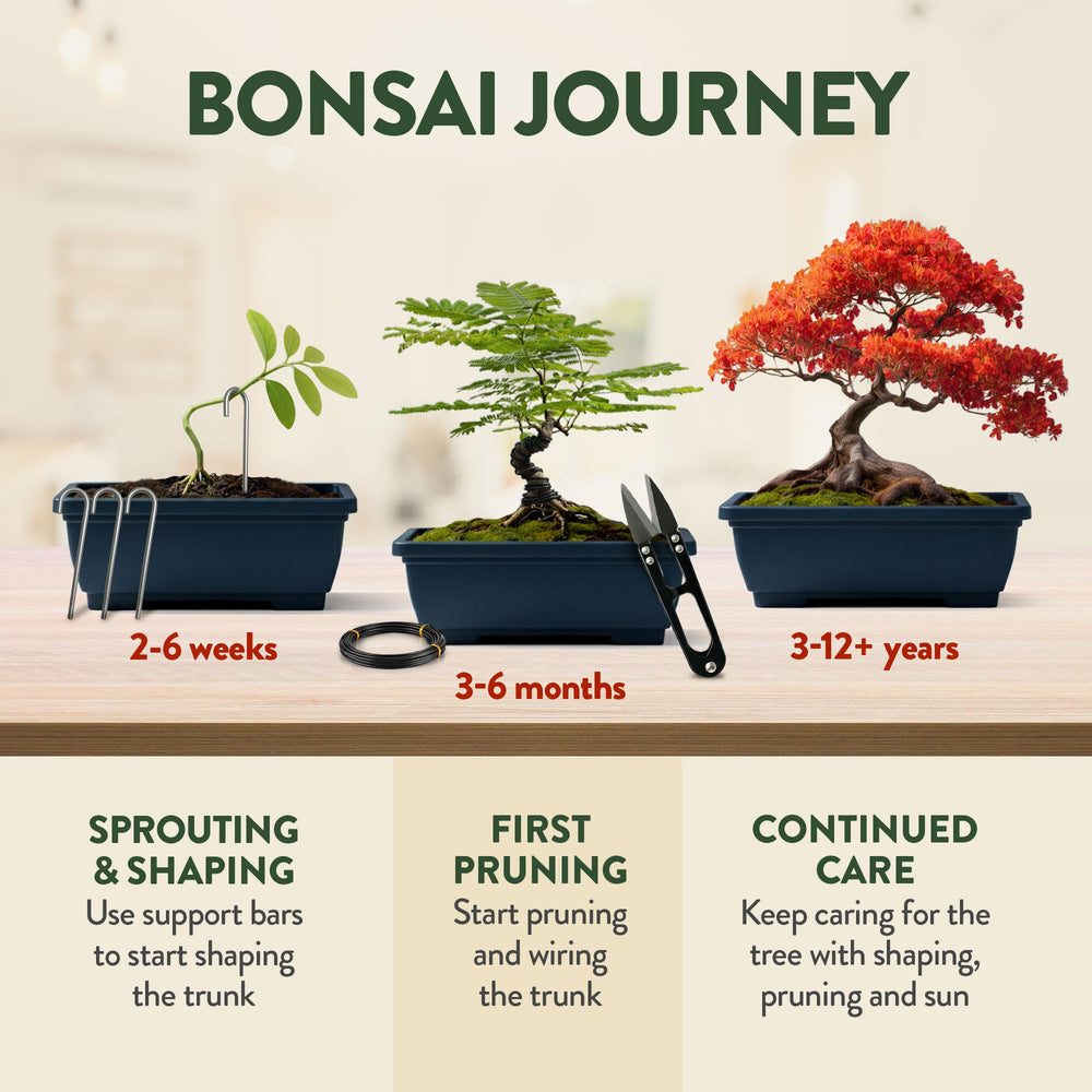 Bonsai trees growing in pots from the HOME GROWN kit