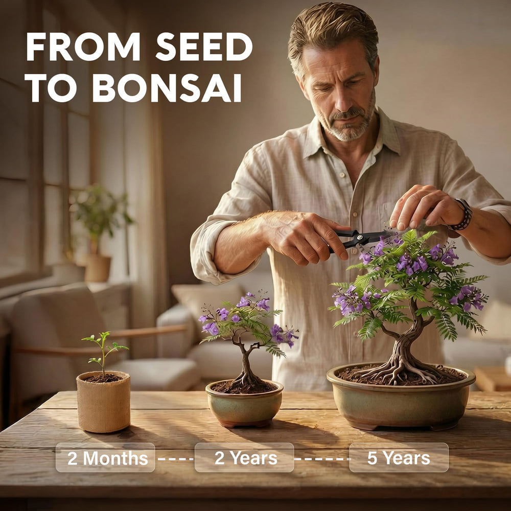 Bonsai trees in pots growing from AVERGO Bonsai Tree Kit