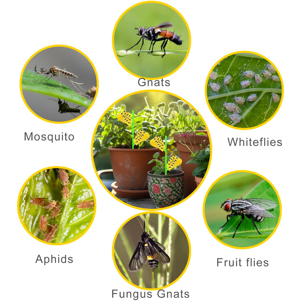 Boromine fly traps inserted into plant soil for pest control