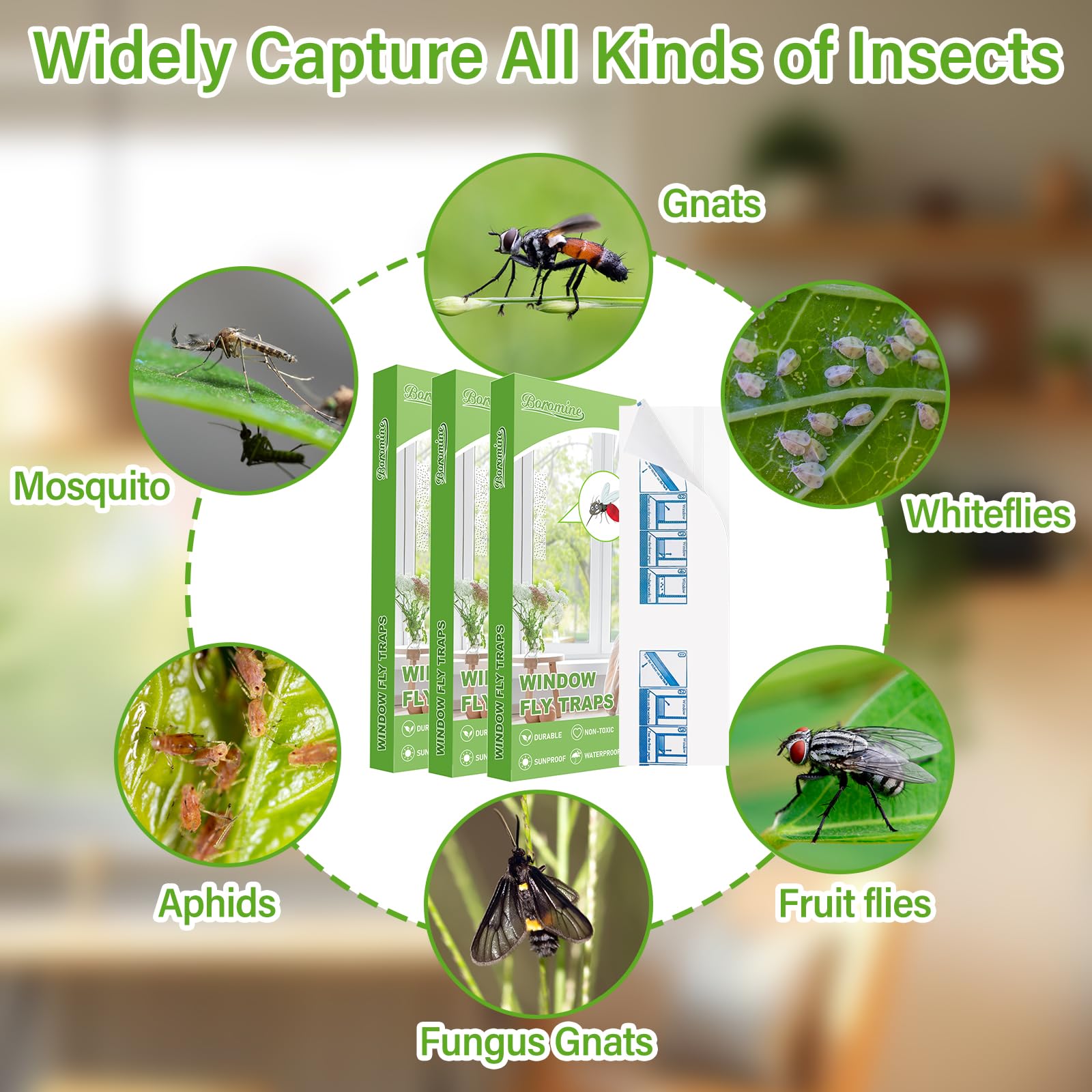 Boromine fly traps showing packaging and contents