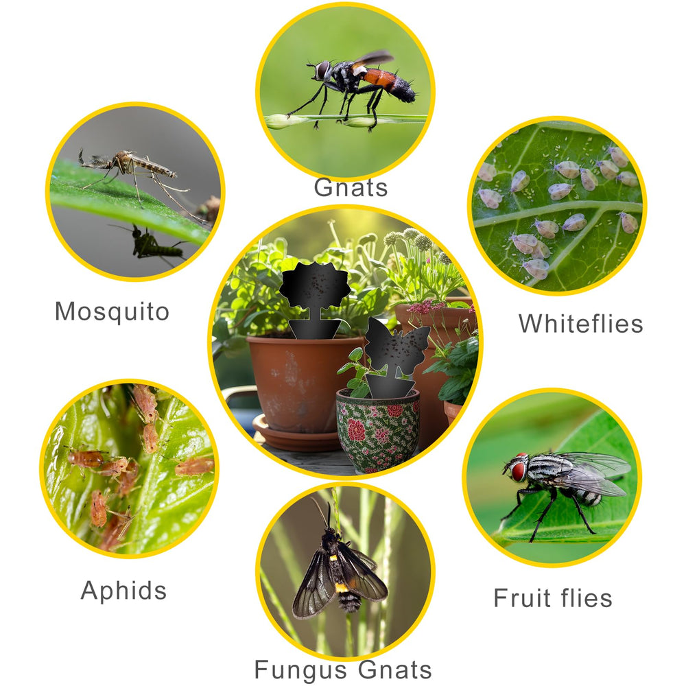 Boromine fruit fly traps displayed on a counter