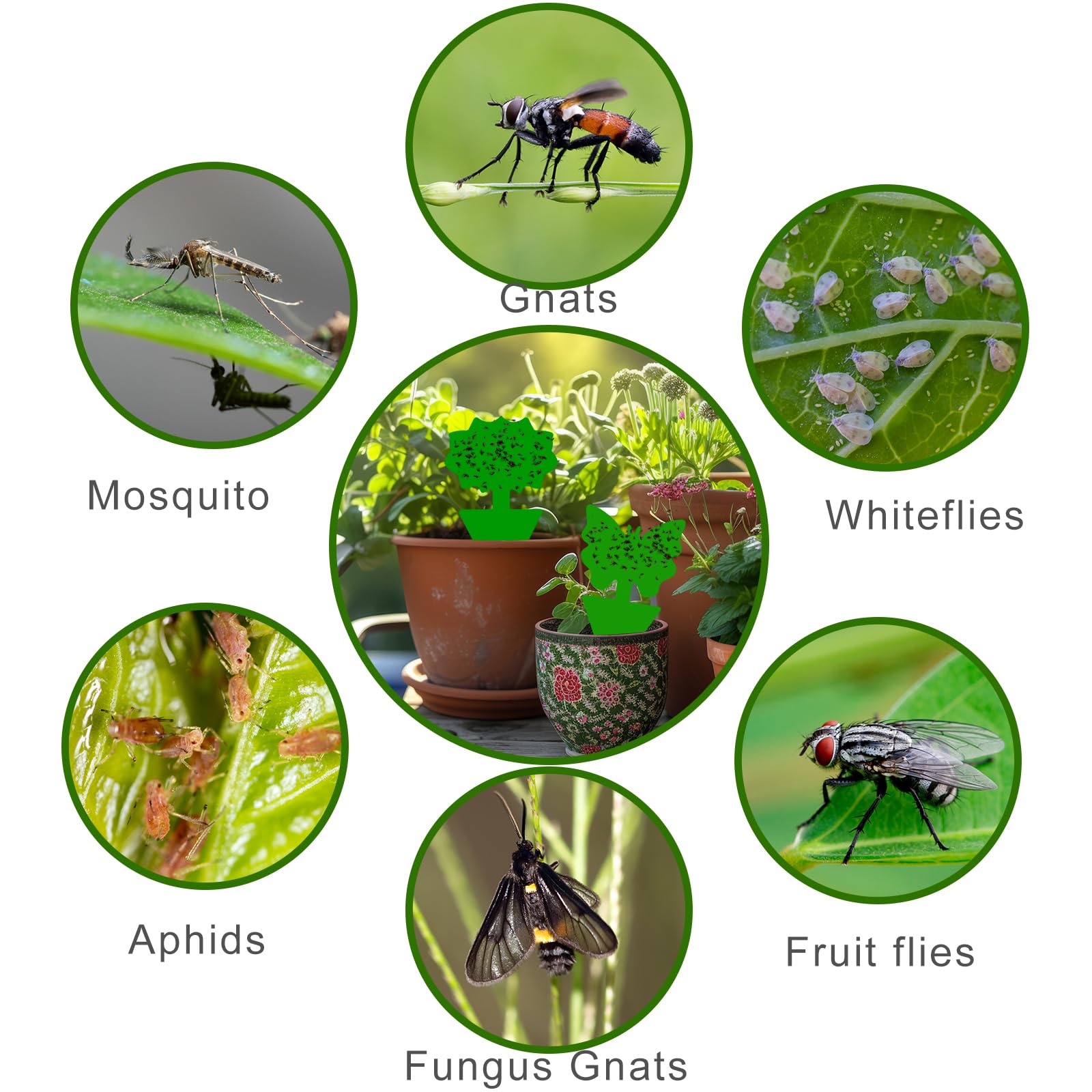 Boromine Fruit Fly Traps inserted into plant soil