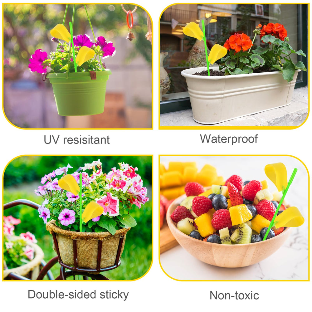 Boromine Fruit Fly Traps package showing 90 traps and holders