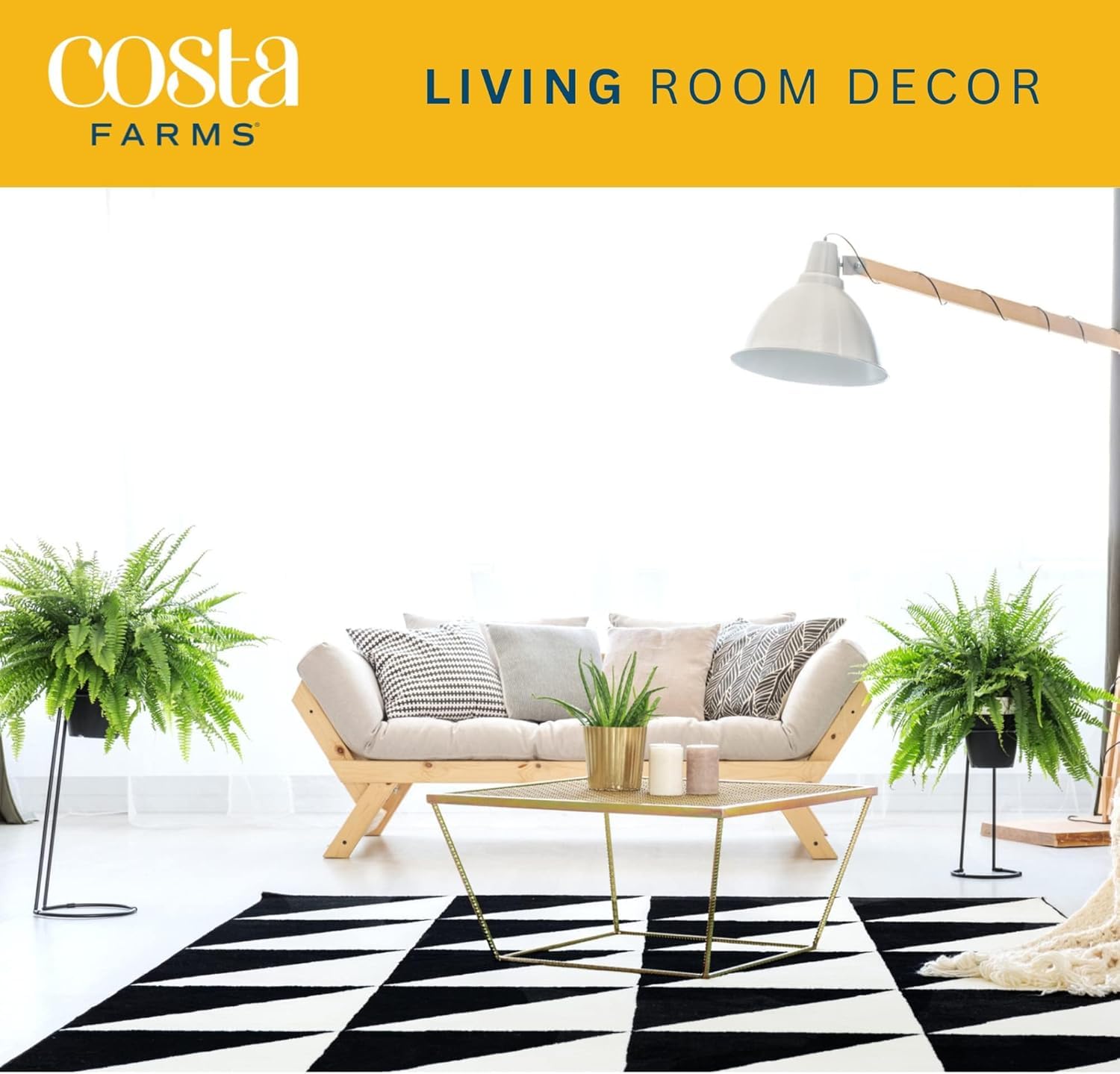 Boston Fern placed on a shelf