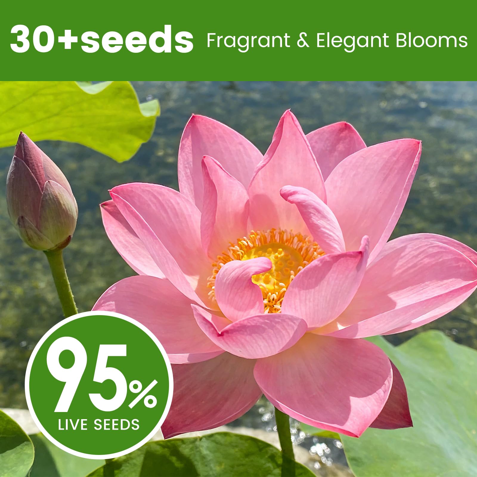 Bowl lotus flower in a garden pond
