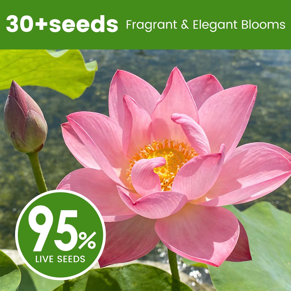 Bowl lotus flower in a garden pond