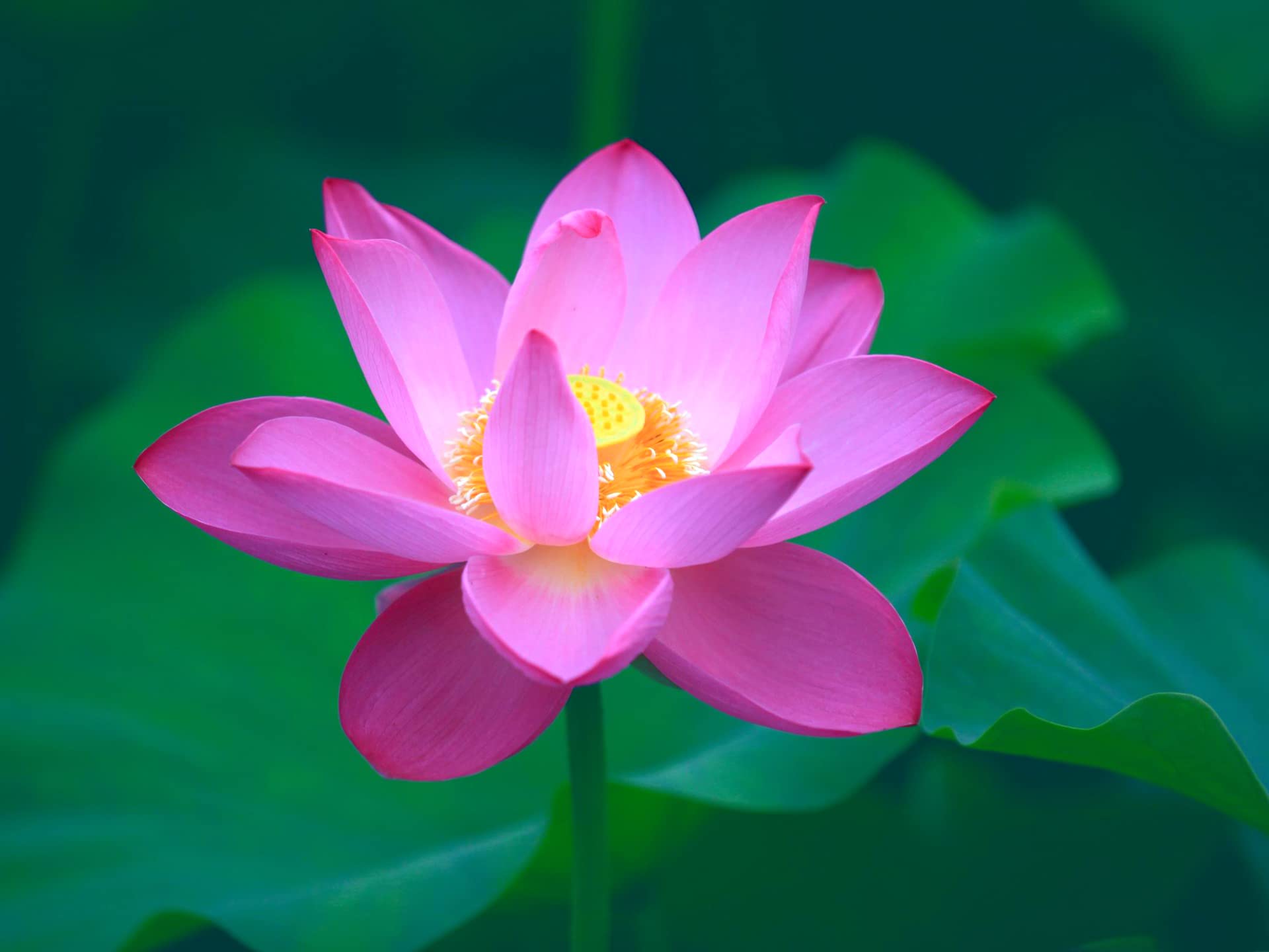 Bowl Lotus Seeds germinating in water