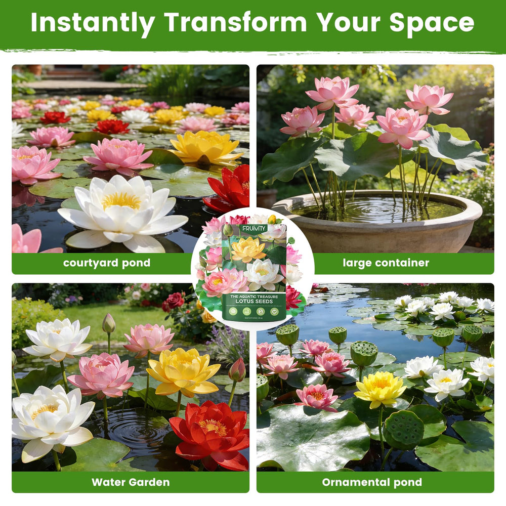 Bowl Lotus Seeds in a decorative water feature