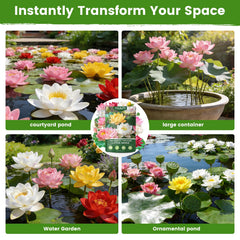 Bowl Lotus Seeds in a decorative water feature