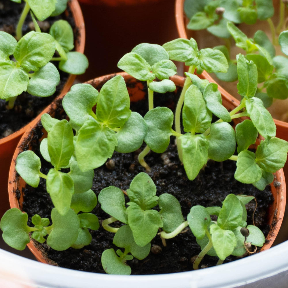Bowl of green shiso leaves ready for culinary use