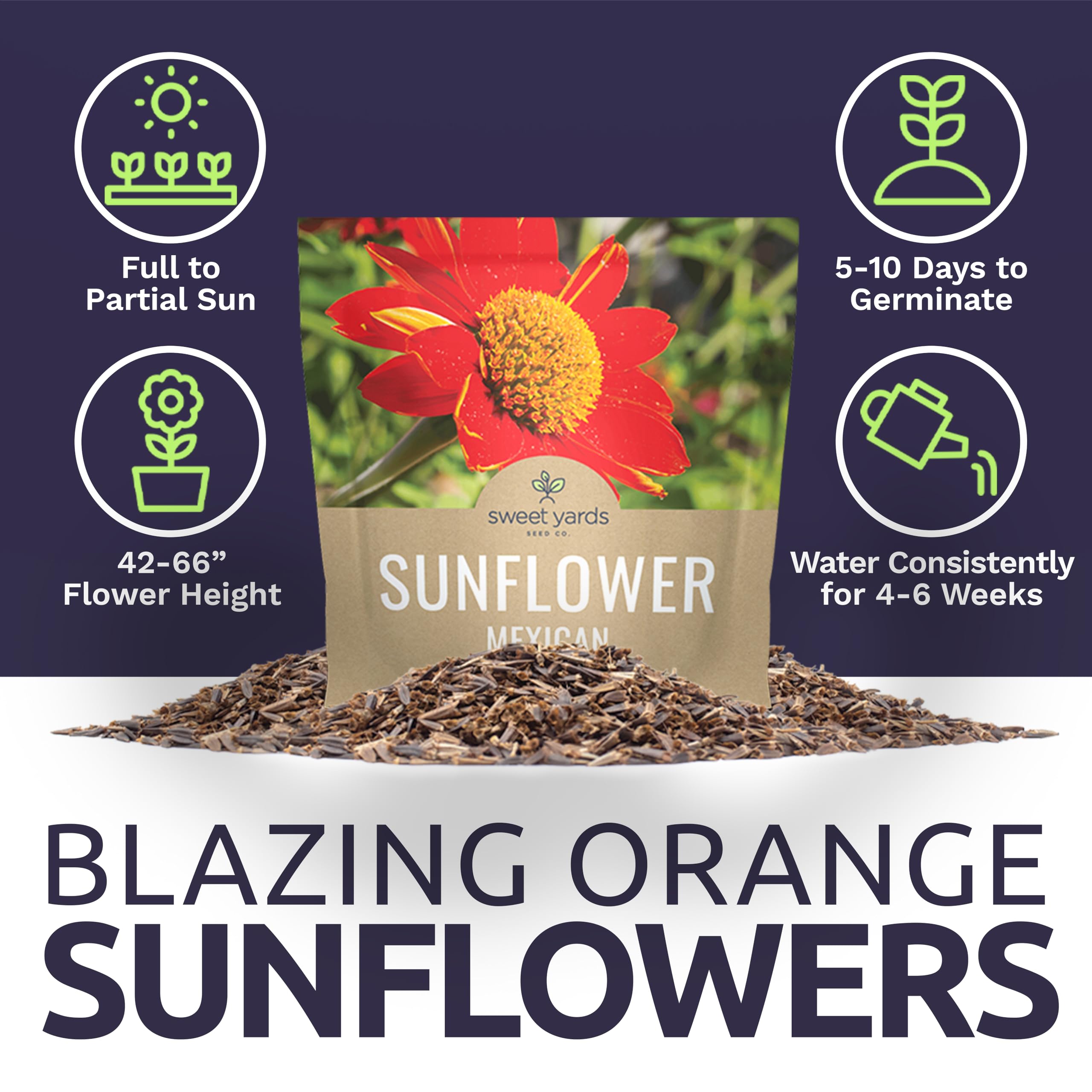 Bright orange and red Mexican Sunflowers in a garden
