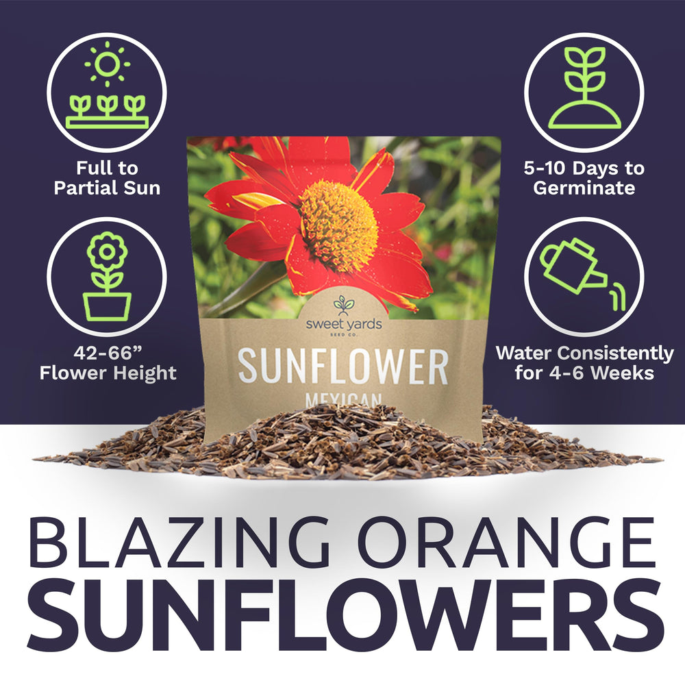 Bright orange and red Mexican Sunflowers in a garden