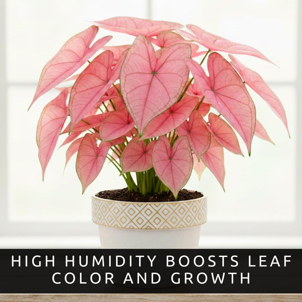 Bright pink foliage of Pink Princess Caladium in garden