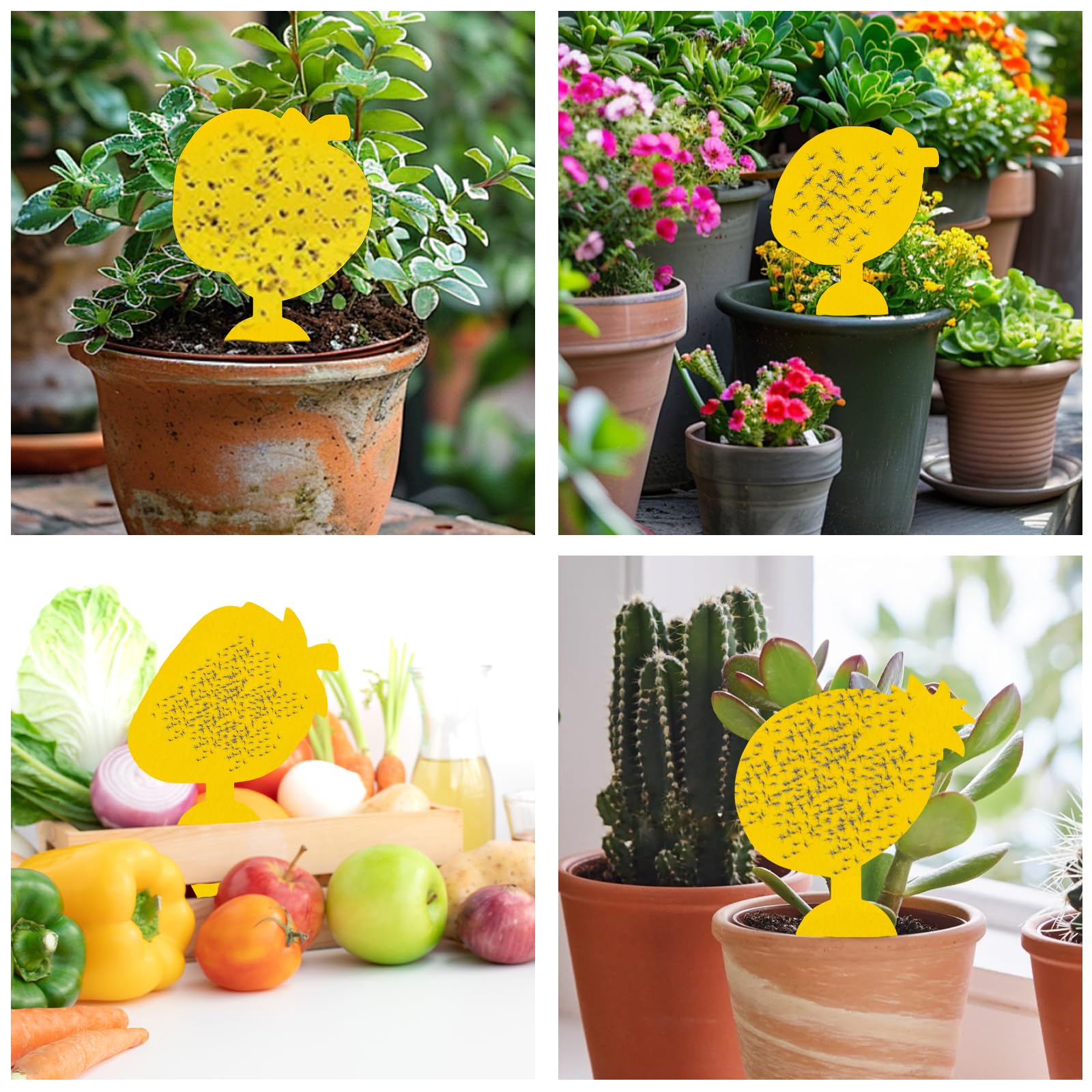 Briteen fruit fly traps dual-sided sticky surface detail
