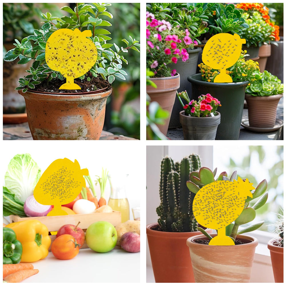 Briteen fruit fly traps dual-sided sticky surface detail