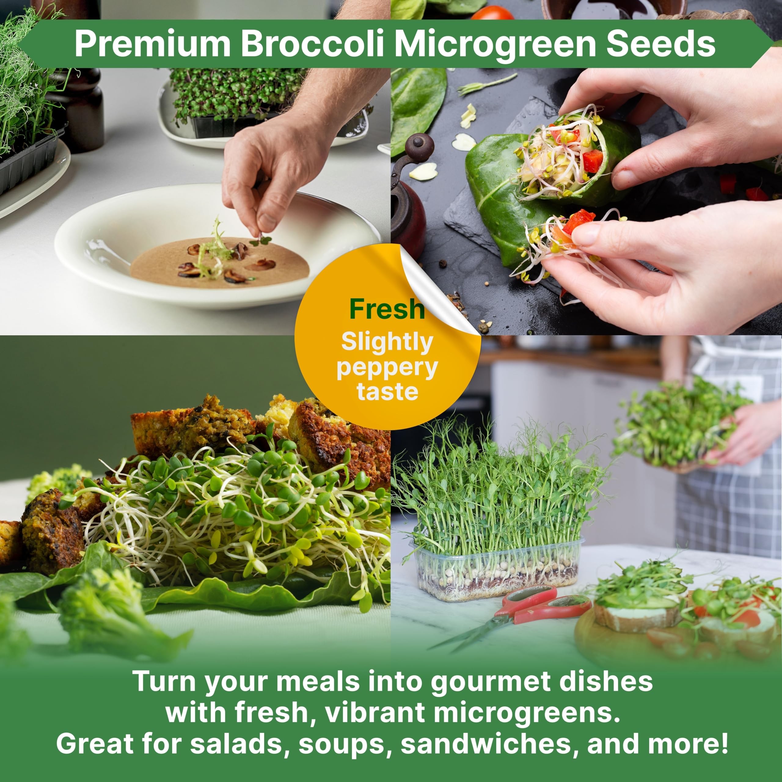 Broccoli microgreens harvested and ready to eat